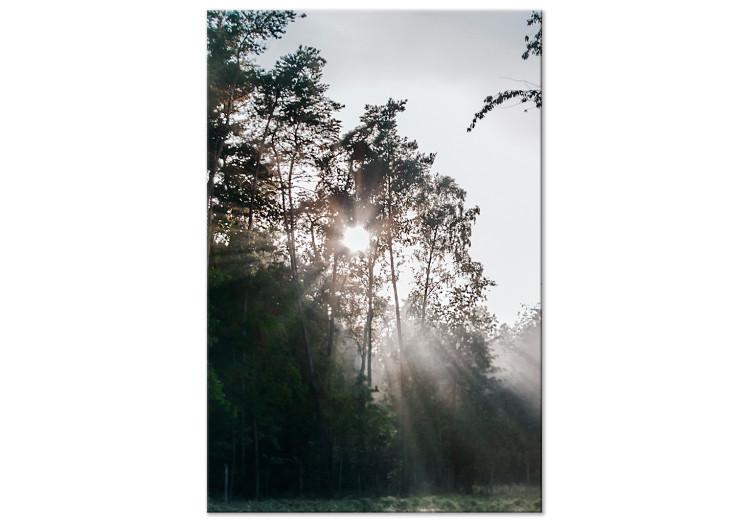 Canvas Print Sun get through the trees - photo of a forest landscape