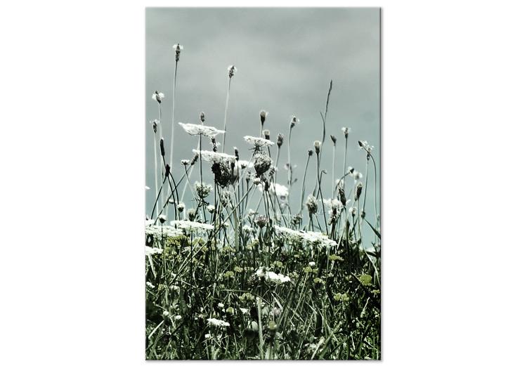 Field of white poppies - photo of landscape with gray sky
