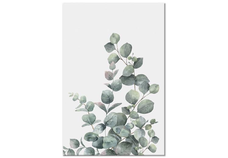 Canvas Print Eucalyptus leaves - landscape on a white background