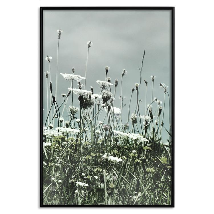 Poster Midsummer - landscape of a flower-filled meadow with cloudy sky in the background