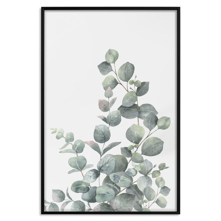 Poster Eucalyptus Branches - composition with leaves of green plant and light background