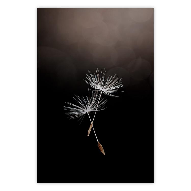 Poster Soaring Moment - delicate white dandelion flowers on a black background