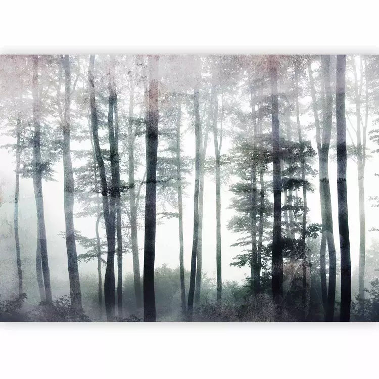 Misty forest landscape - landscape of tall forest trees in fog