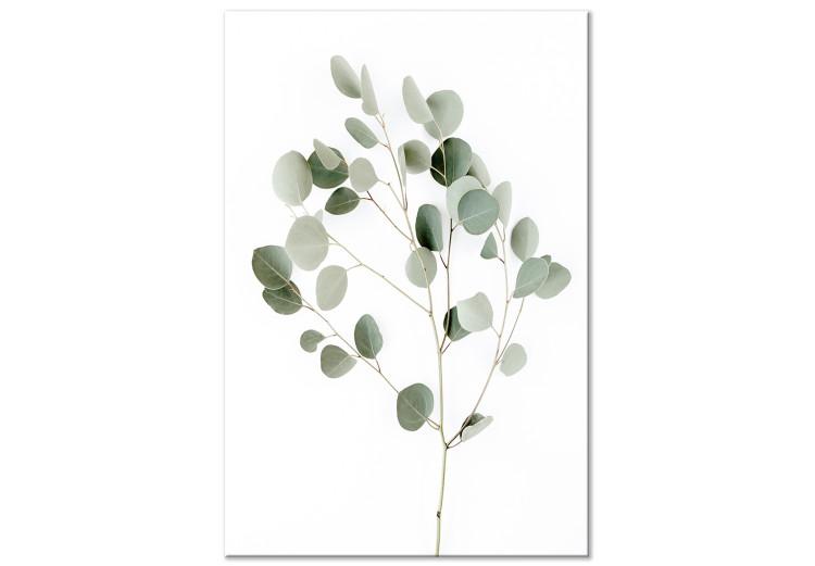 Canvas Print Silver Eucalyptus - vegetation landscape on a white background in boho motif