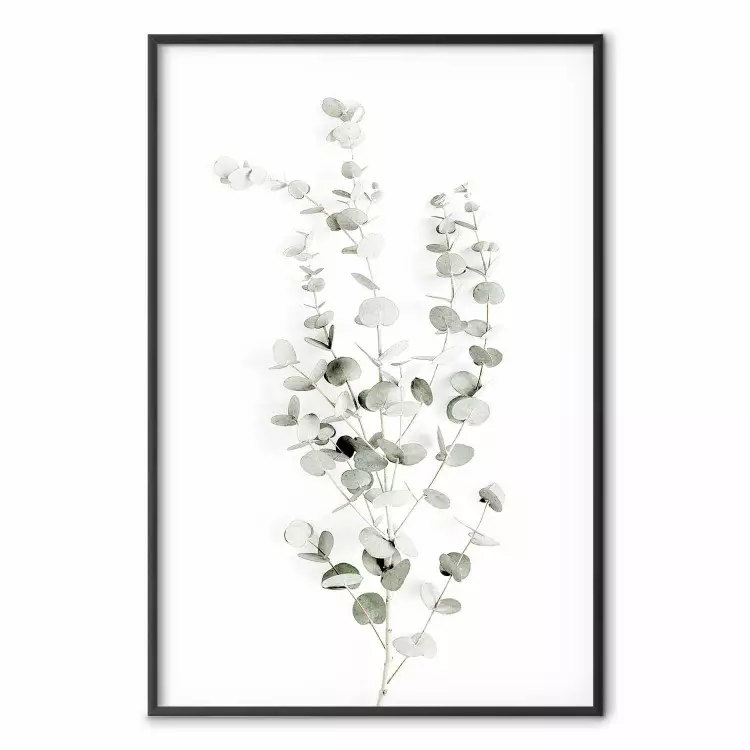 Eucalyptus Caesia - simple composition with green leaves on a white background