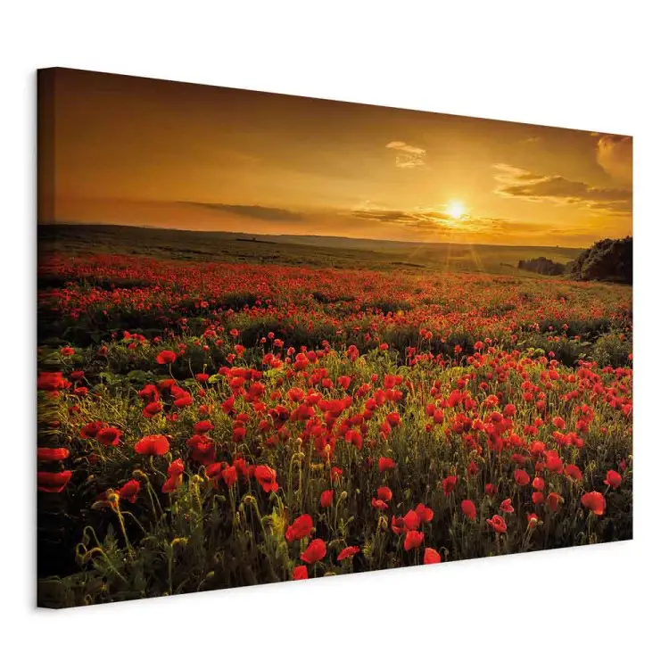 Poppy Field Wide - landscape of a field of red flowers