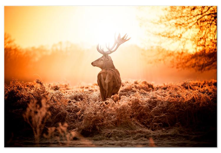 Large canvas print Deer in the Sun [Large Format]