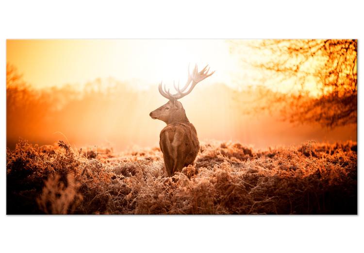 Large canvas print Deer in the Sun II [Large Format]