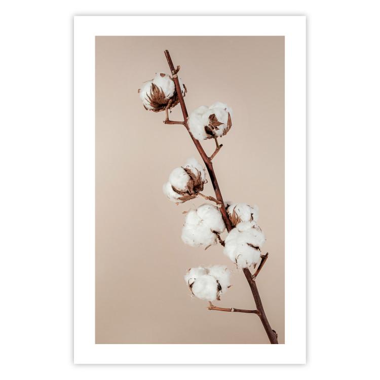Softness of Cotton - plant with soft white flowers on a beige background