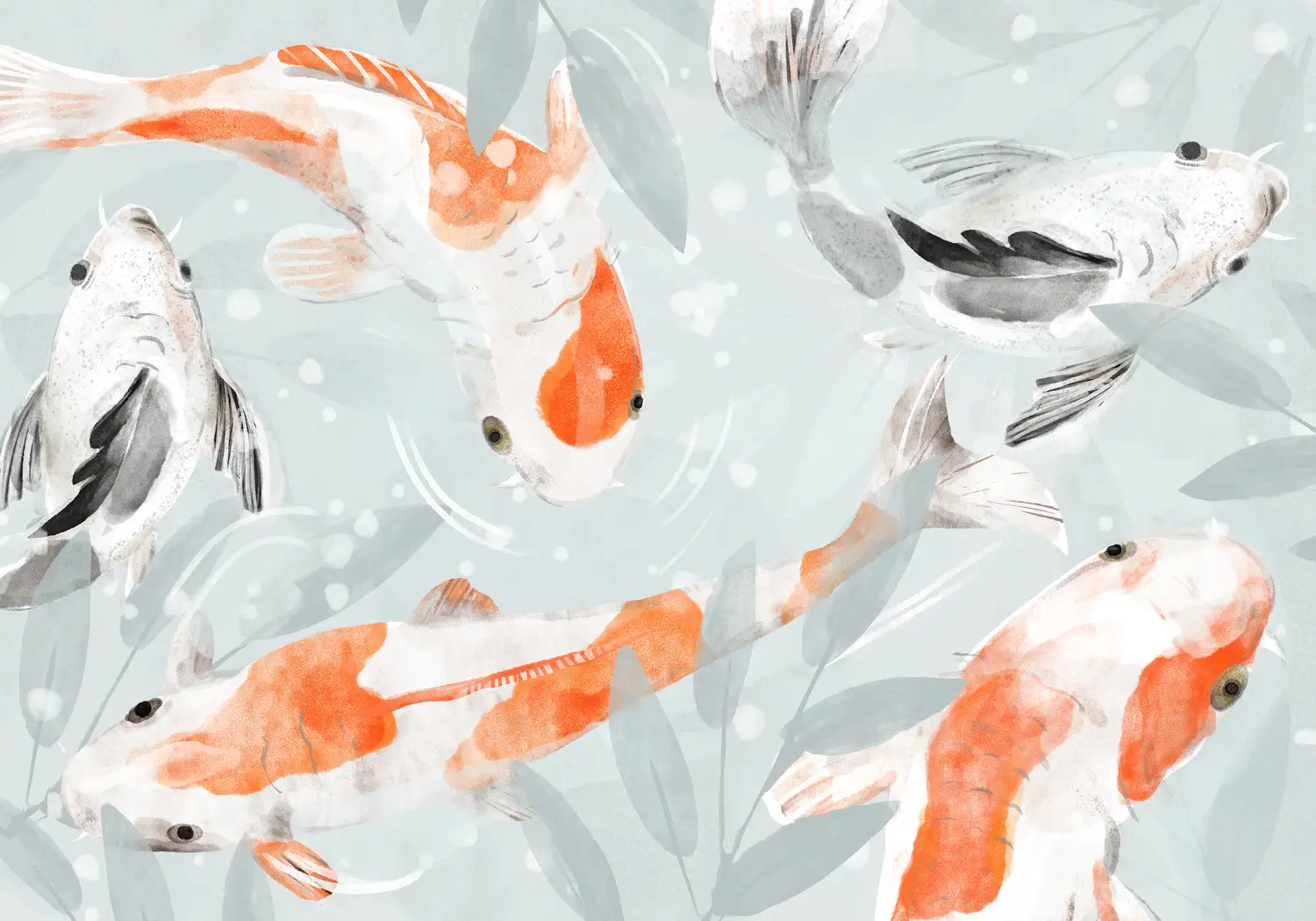 koi carp wallpaper uk