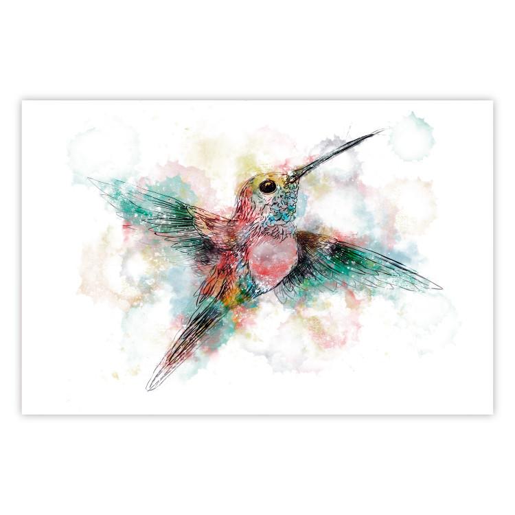 Poster Colorful Hummingbird [Poster]