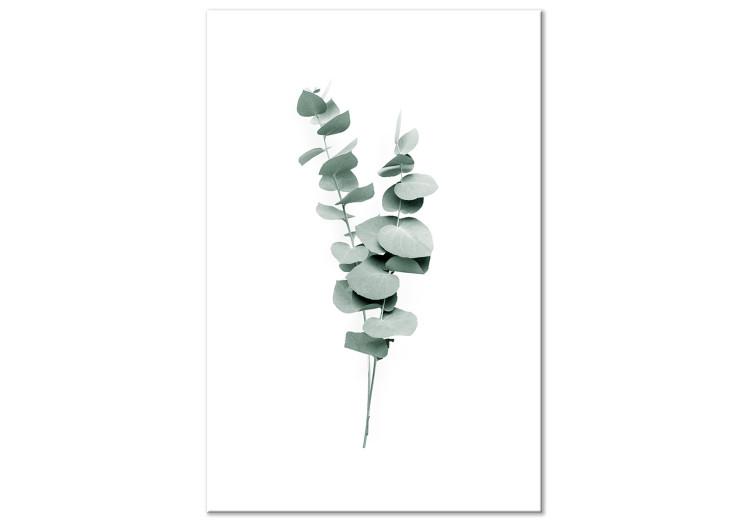 Canvas Print Eucalyptus Twigs - Minimalist Plant Leaves on a White Background