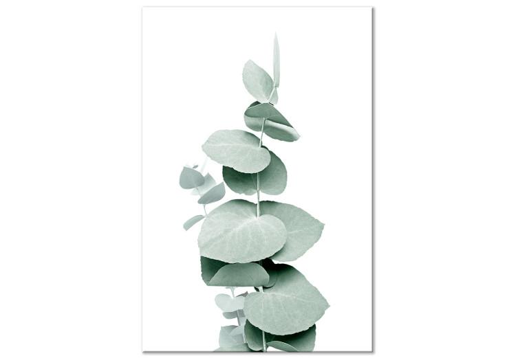 Canvas Print Eucalyptus - Green Plant Twig Close-up on White Background