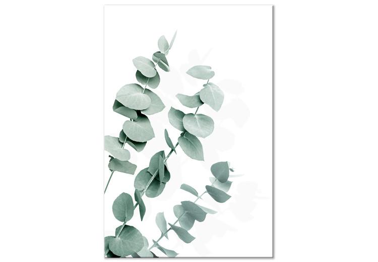 Canvas Print Eucalyptus Leaves - Sprigs of a Green Plant on a White Background