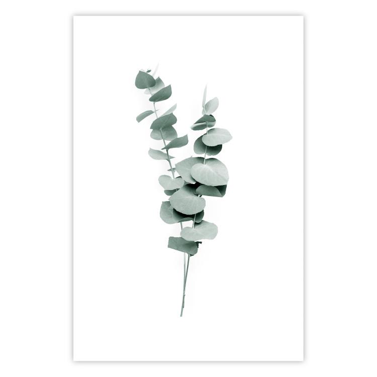 Poster Eucalyptus Twigs - Minimalist Green Plant Leaves Isolated on White