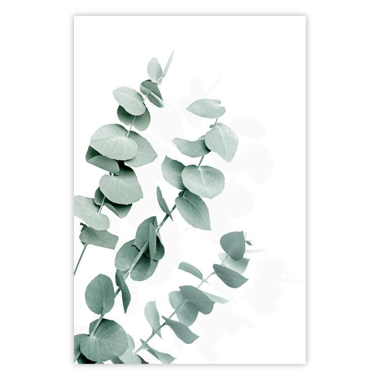 Poster Eucalyptus Leaves - Minimalist Plant Twigs Isolated on White