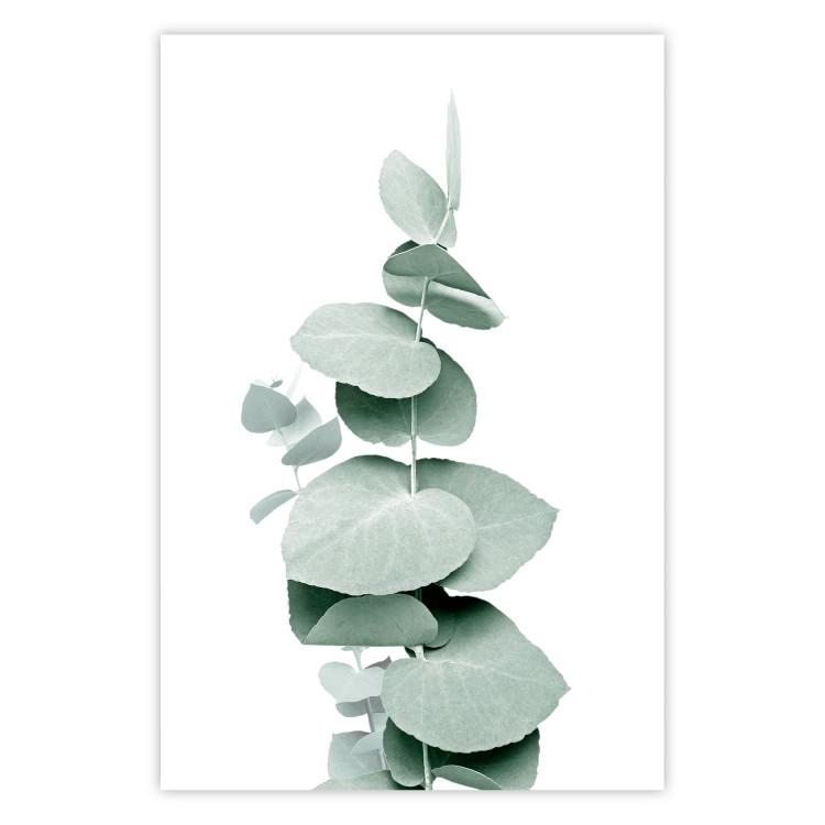 Poster Eucalyptus - Green Branch of a Plant on a White Background