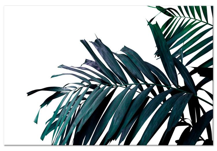 Canvas Print Palm branch branch - dark blue-green palm leaves on a white background