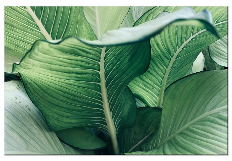 Canvas Print Nature Up Close (1-piece) - landscape with large exotic leaves