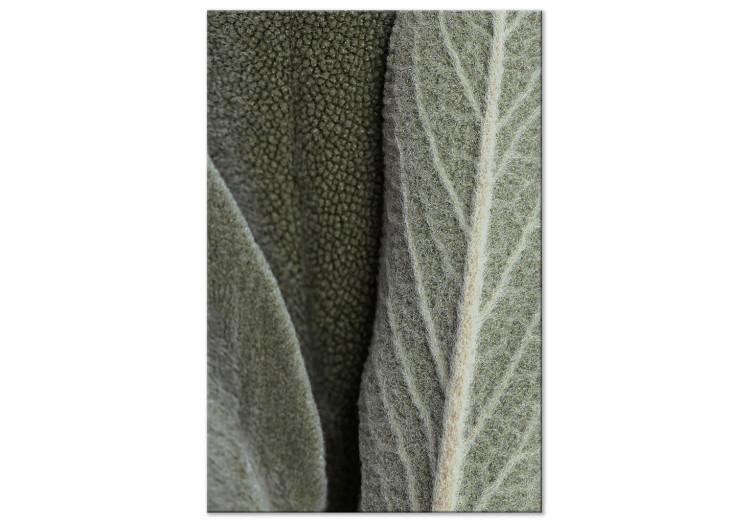 Canvas Print Sage Leaves - Rough Plant in a Large Approximation