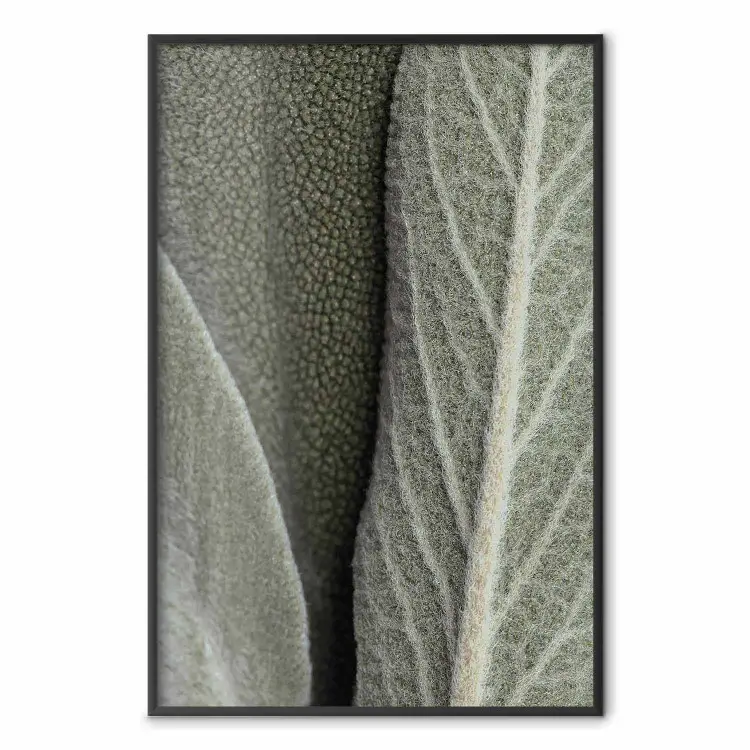 Sage Plant - Close-up of Rough Leaves