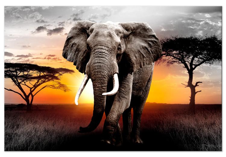 Large canvas print Elephant on the Savannah [Large Format]