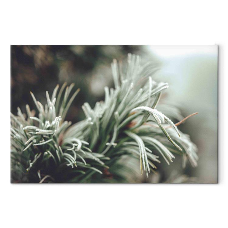 Canvas Print Winter Enchantment - A Photograph of a Coniferous Branch Covered With Frost