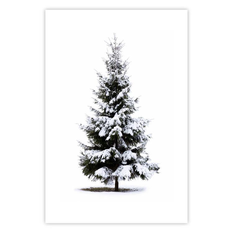 Poster Winter Tree - Spruce Covered With Snow on a White Solid Background