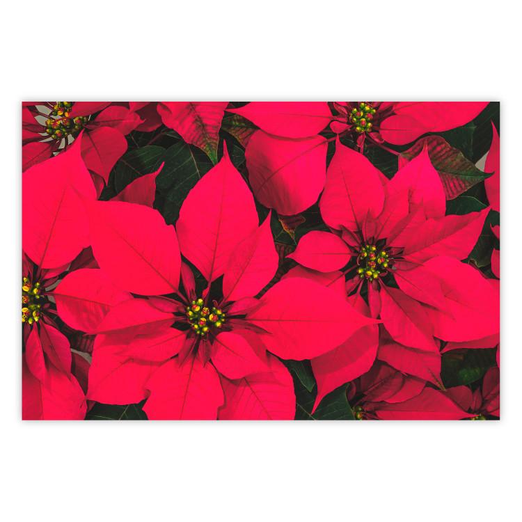 Poster The Beauty of Christmas - The Intense Red Flowers of the Star of Bethlehem