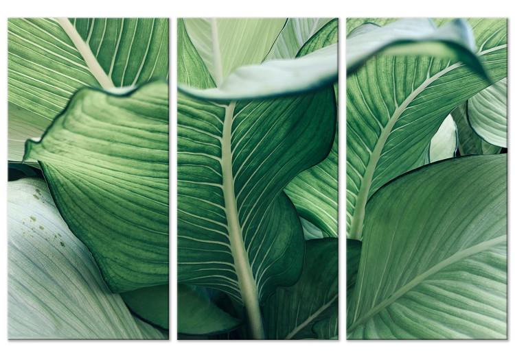 Canvas Print Close to Nature - Large Leaves in Juicy Shades of Green