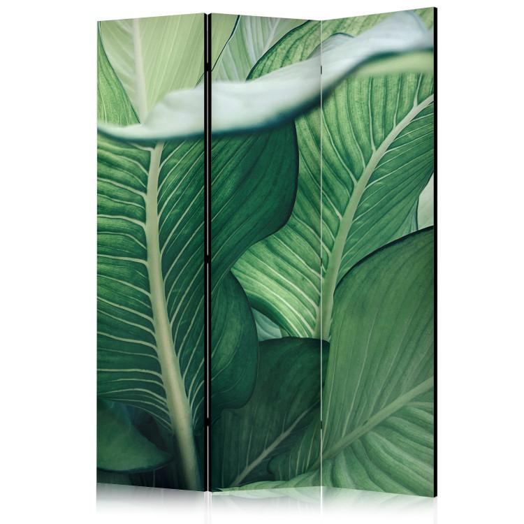 Room Divider Large Leaves - Floral Motif in Shades of Green [Room Dividers]