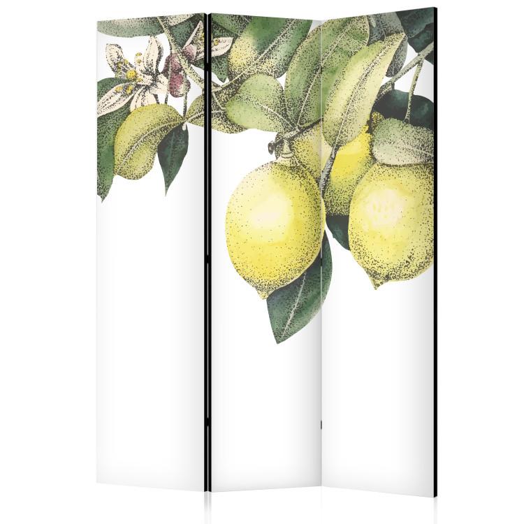Room Divider Lemons and Leaves - Citrus Fruits on a Tree [Room Dividers]