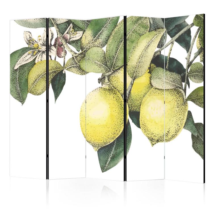 Room Divider Lemons and Leaves - Citrus Fruits on a Tree II [Room Dividers]