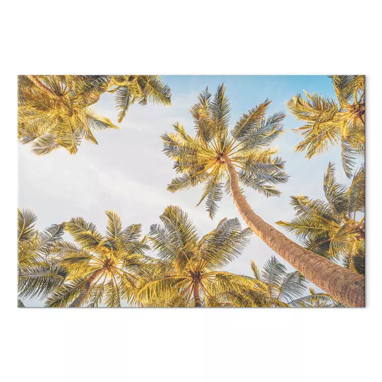 Palm trees - tropical trees against a bright sky