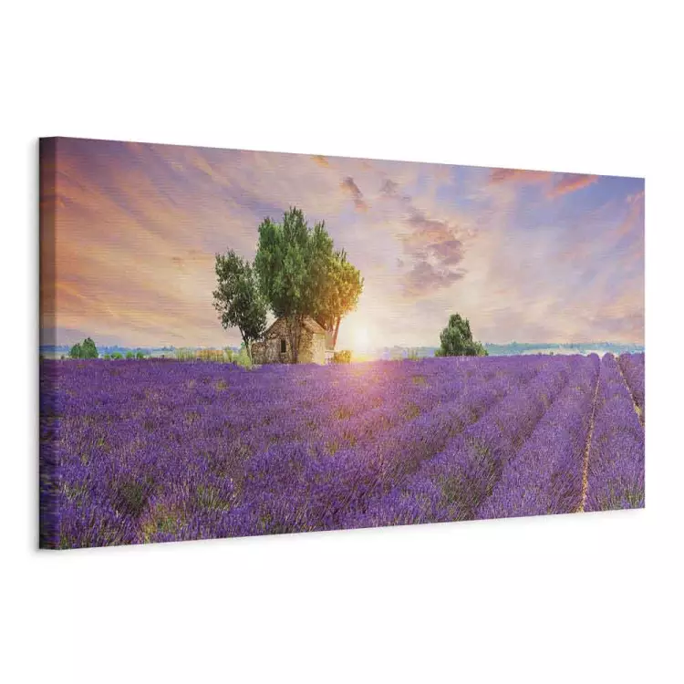 Provence - sunset over vast lavender fields and a rustic cottage