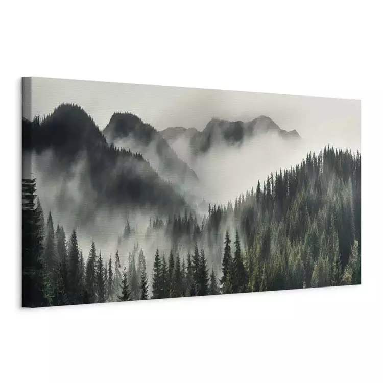 Mysterious Taiga - Coniferous Forest Shrouded in Morning Fog