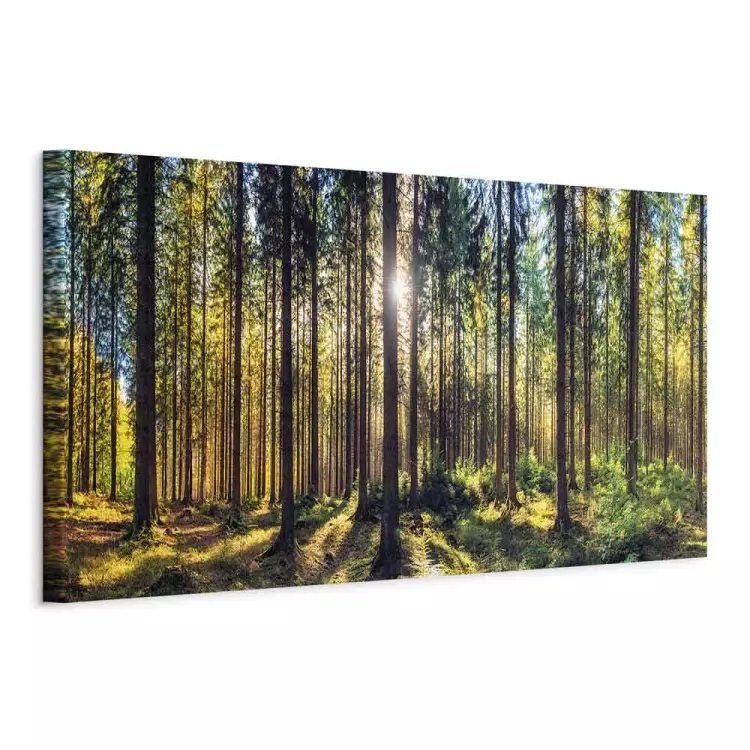 Luminous Forest - Sunlight Penetrating Through Branches