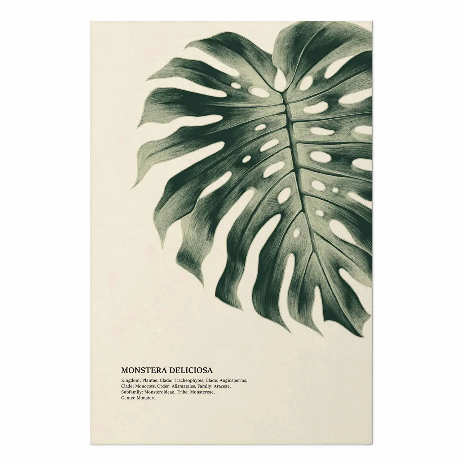 Wall Poster Monstera Deliciosa - detailed illustration of a leaf on a light  background - bimago