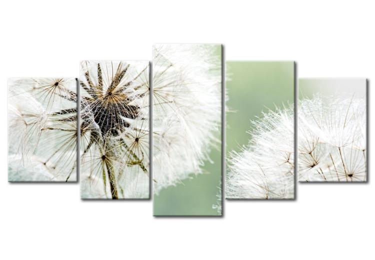 Canvas Print Dandelions waiting for the wind