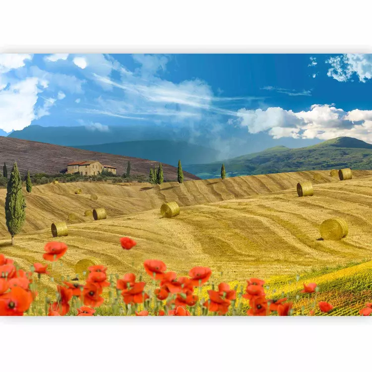 Italian Tuscany - Landscape of Countryside with Trees on Golden Meadows