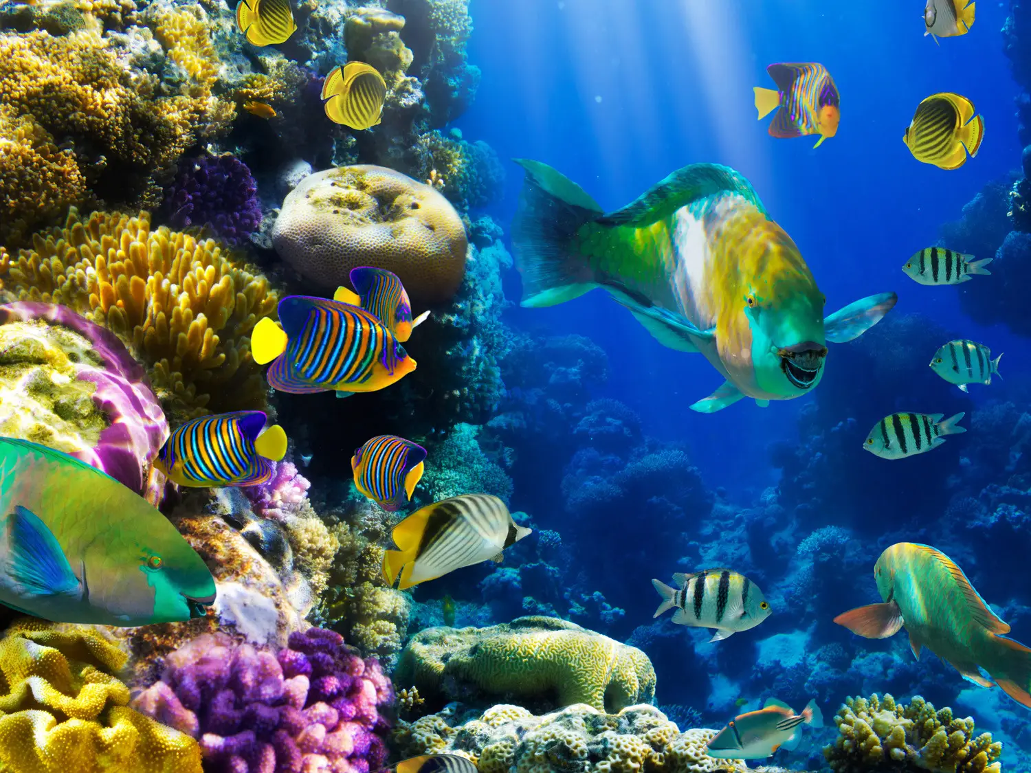 underwater wallpaper uk