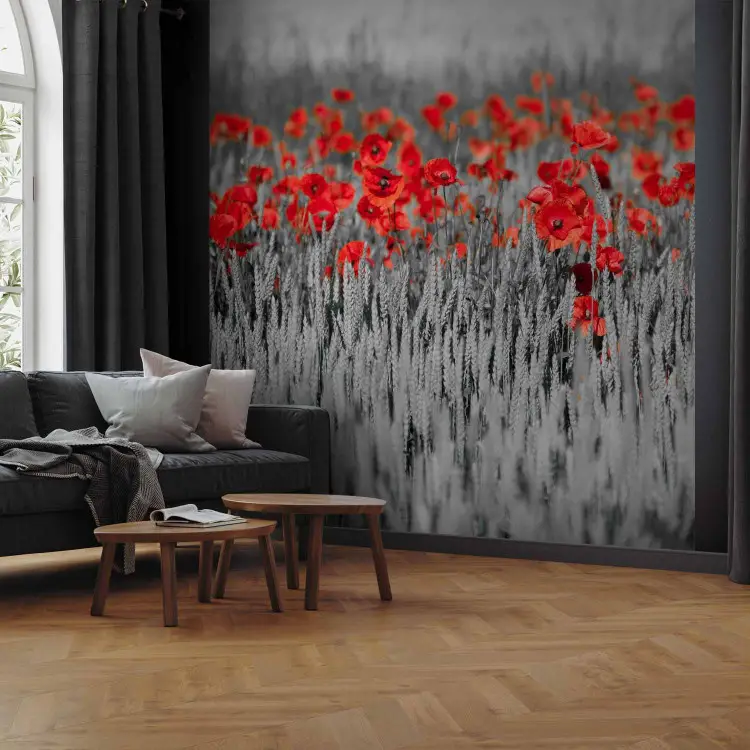 Poppies on Black and White Grain - Contrasting Shot of Red Flowers