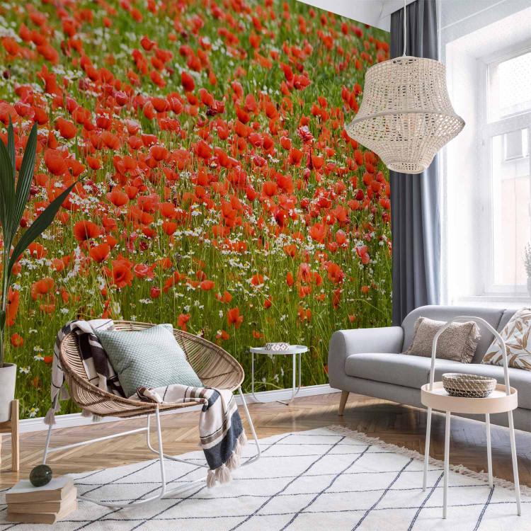 Poppy Wall Murals, wall murals red poppies, wall murals poppy, wall ...