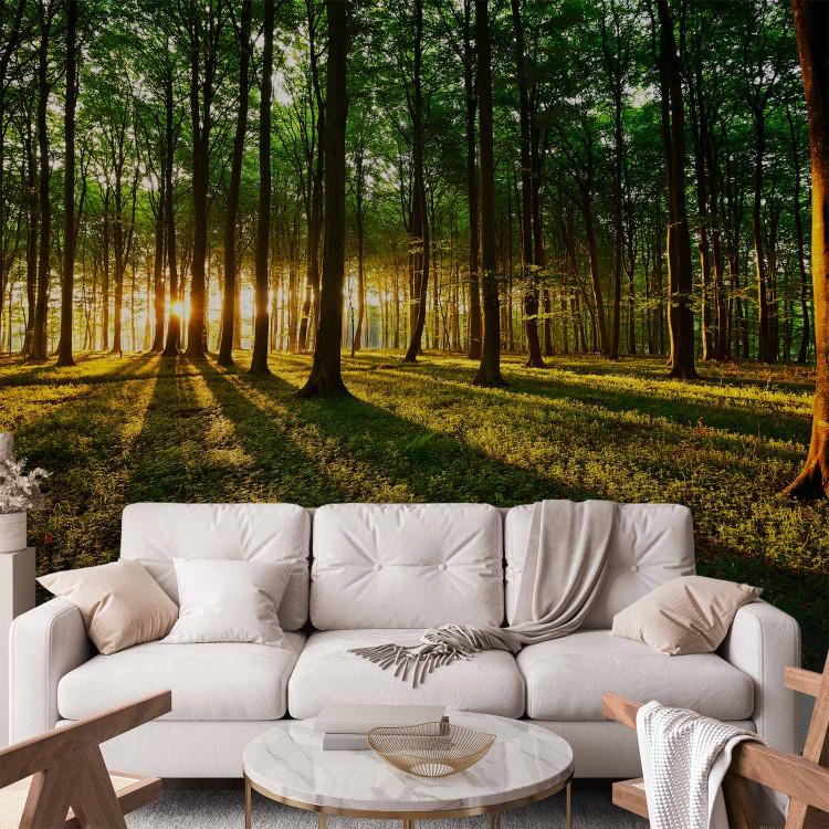 Wall Mural Spring: Morning in the Forest