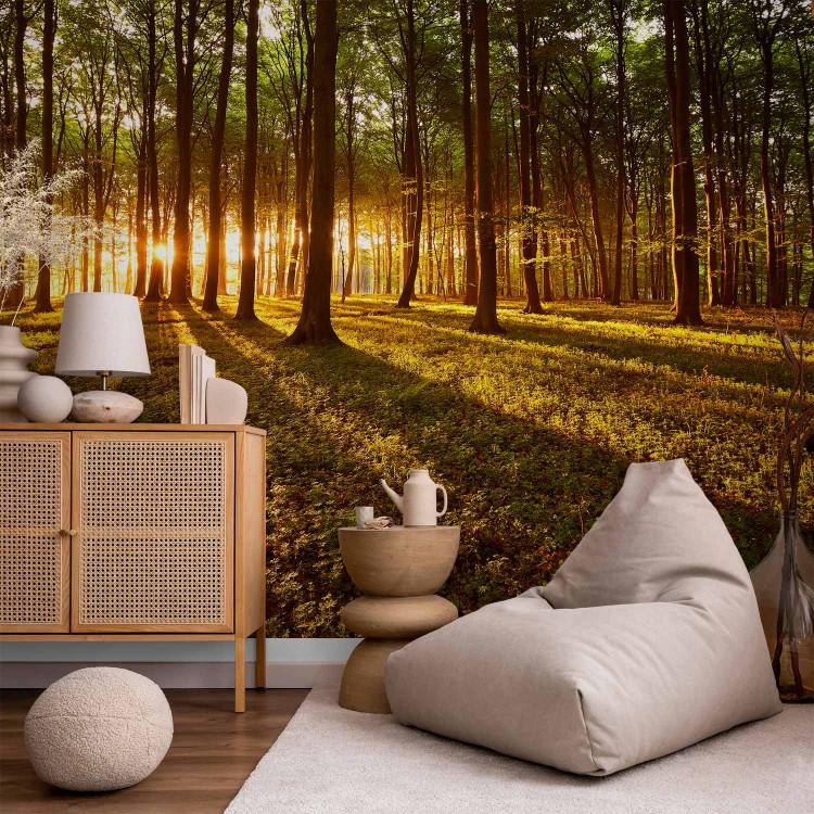 Wall Mural Summer: Morning in the forest