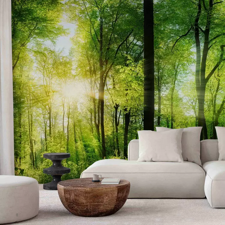 Wall Mural Forest: Sunrise - Landscape with Trees and Juicy Coloured Leaves
