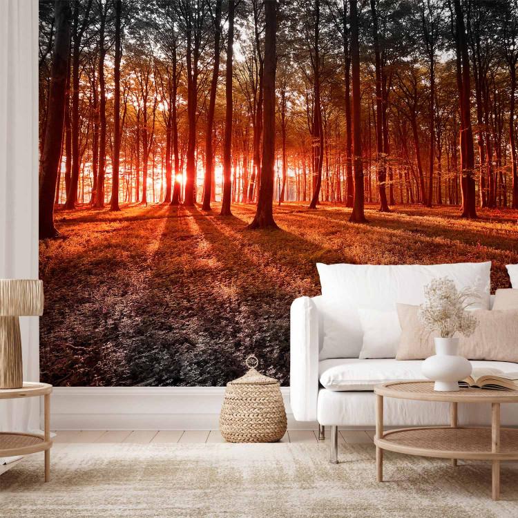 Wall Mural Autumn Morning in the Forest - Landscape with Tall Trees and Sunlight