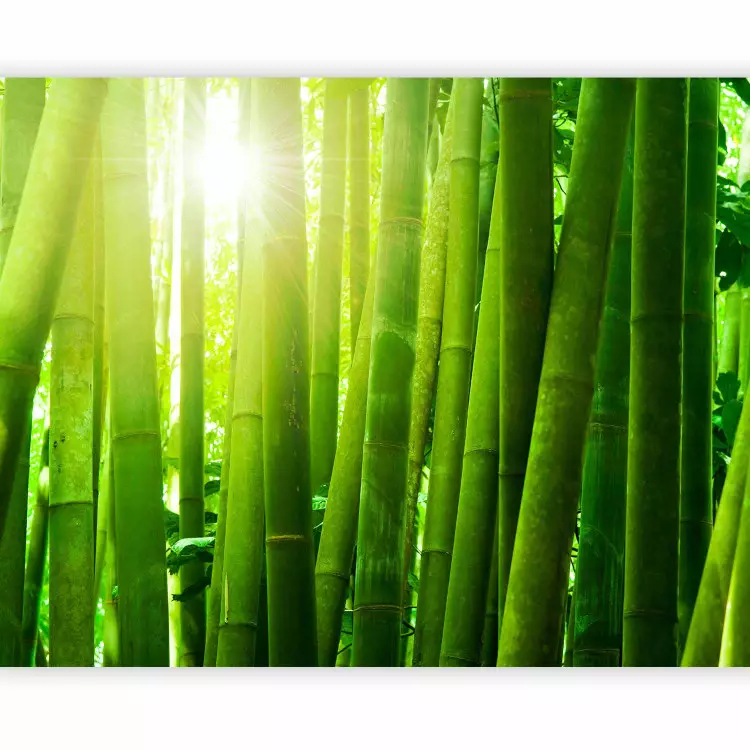 Sun and bamboo