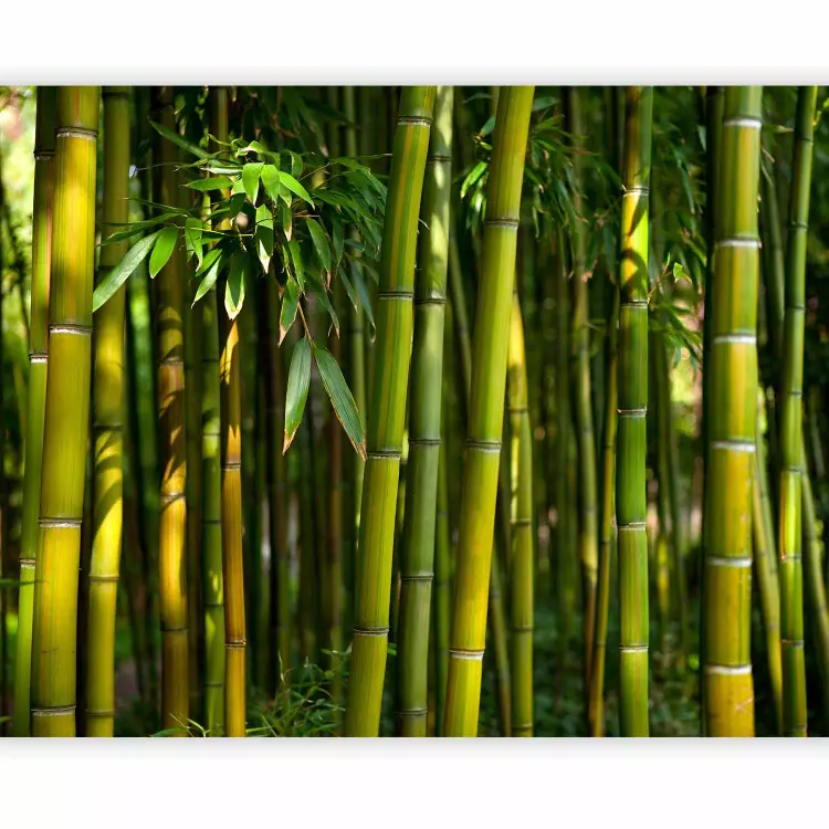 Asian bamboo forest