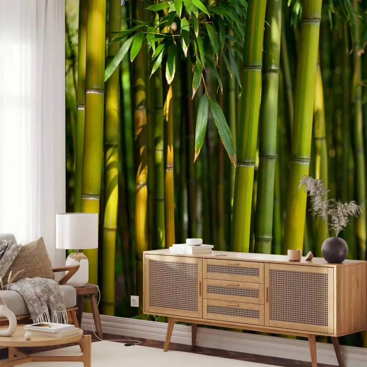 Asian bamboo forest